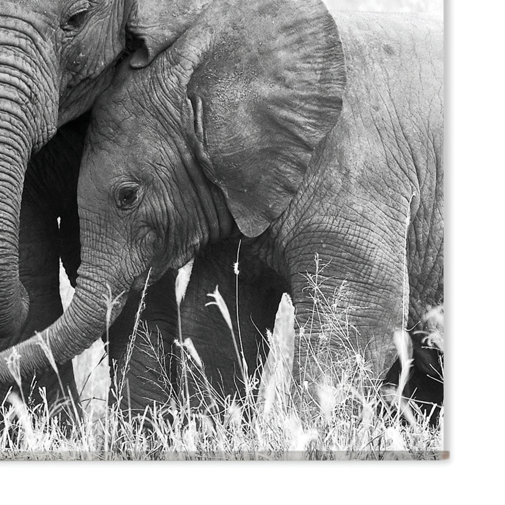 Toile murale ELEPHANT — vue 4