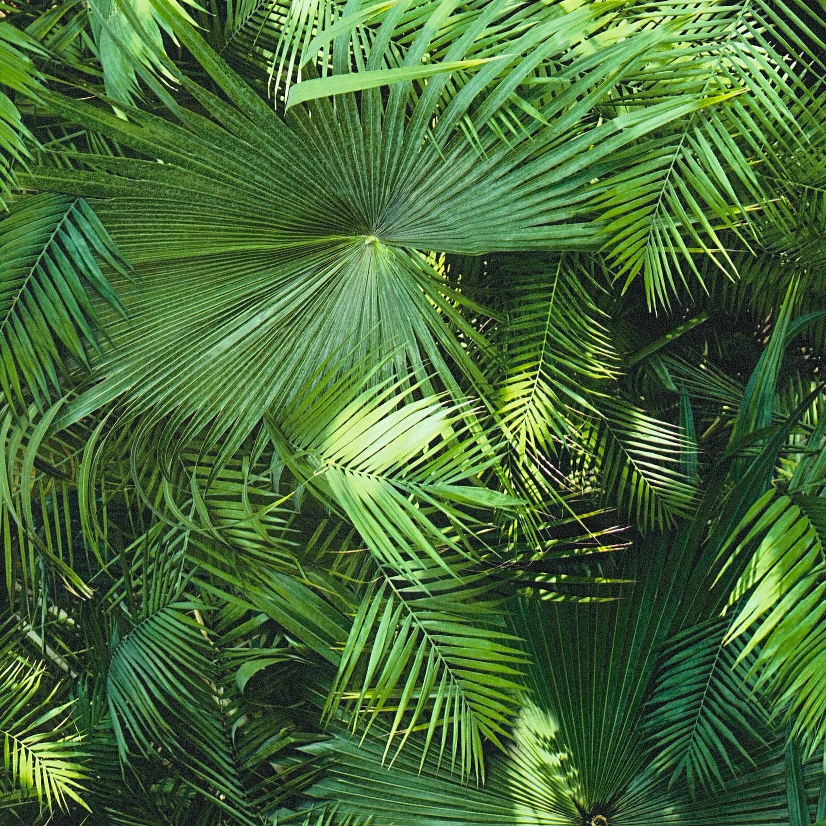 Papier peint Jungle Palm — vue 3
