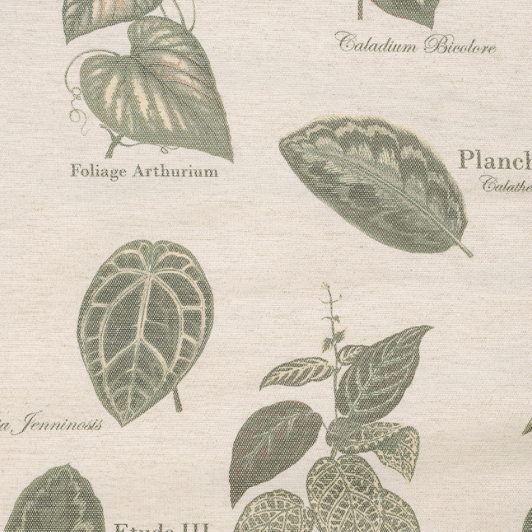 Rideau à Oeillets Botanique Vintage — vue 4