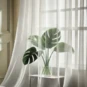 Voilages transparents