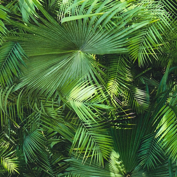 Papier peint Jungle Palm