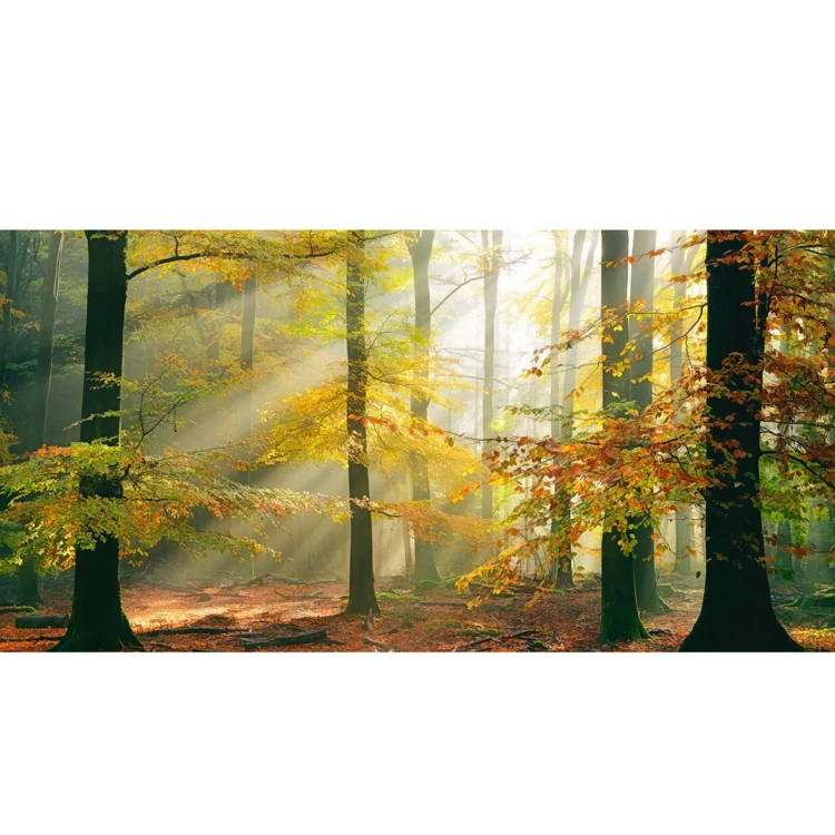 Papier-peint panoramique Forest