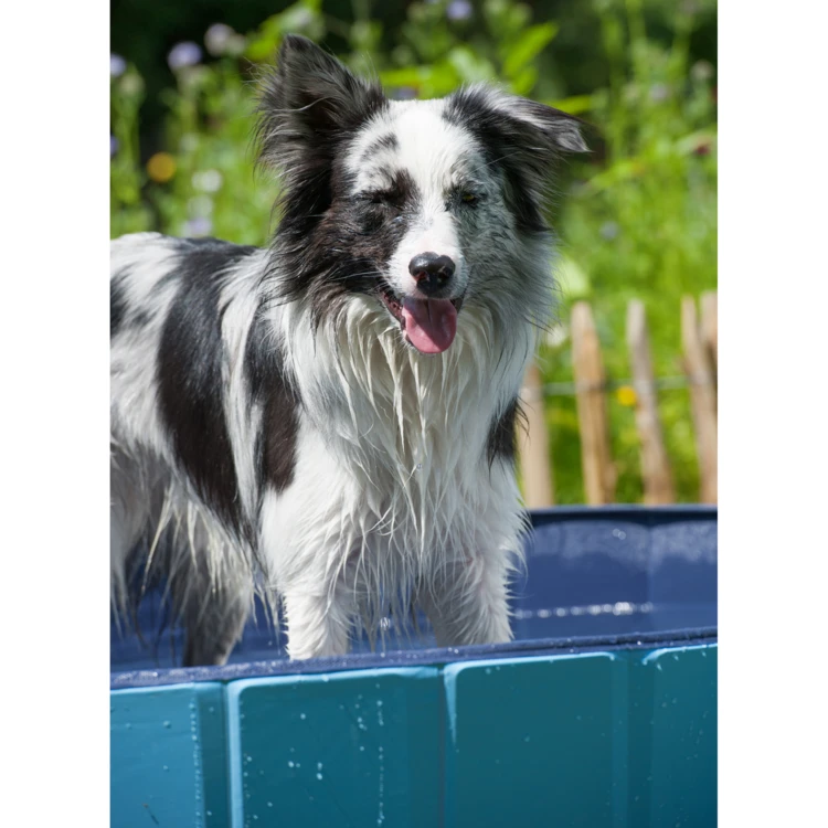 Piscina para perros