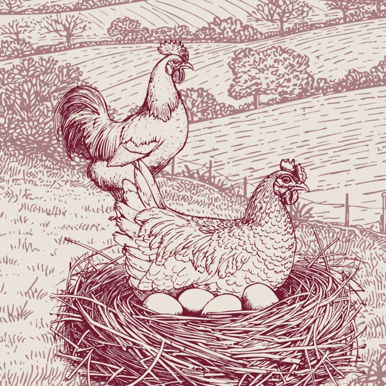 Torchon en coton poule campagne